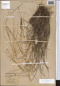 Stipa pennata L., Caucasus, Dagestan (K2) (Russia)