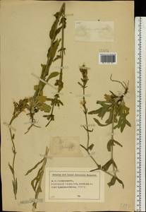 Silene viscosa (L.) Pers., Eastern Europe, Central forest-and-steppe region (E6) (Russia)