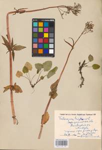 Valeriana tripteris L., Eastern Europe, West Ukrainian region (E13) (Ukraine)