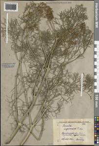 Ferula ugamica Korovin, Middle Asia, Syr-Darian deserts & Kyzylkum (M7) (Uzbekistan)