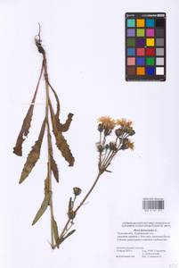 Picris hieracioides L., Eastern Europe, Central region (E4) (Russia)