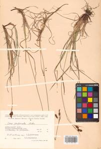 Carex magellanica subsp. irrigua (Wahlenb.) Hiitonen, Siberia, Russian Far East (S6) (Russia)