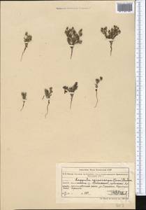 Lappula spinocarpos (Forssk.) Asch., Middle Asia, Muyunkumy, Balkhash & Betpak-Dala (M9) (Kazakhstan)