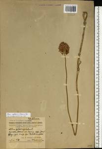 Allium regelianum A.K.Becker, Eastern Europe, Rostov Oblast (E12a) (Russia)
