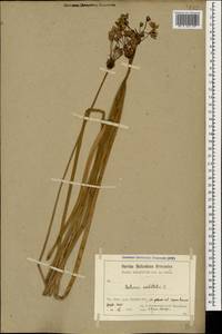Butomus umbellatus L., Caucasus, Armenia (K5) (Armenia)