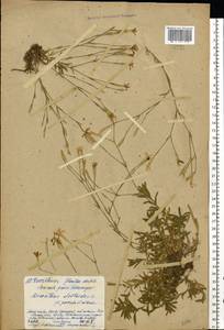 Dianthus deltoides L., Eastern Europe, Western region (E3) (Russia)