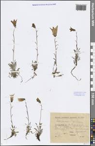 Campanula dasyantha M.Bieb., Siberia, Yakutia (S5) (Russia)