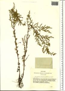 Artemisia scoparia Waldst. & Kit., Siberia, Altai & Sayany Mountains (S2) (Russia)