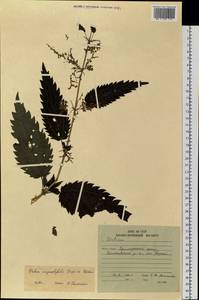 Urtica dioica var. holosericea Fr., Siberia, Russian Far East (S6) (Russia)