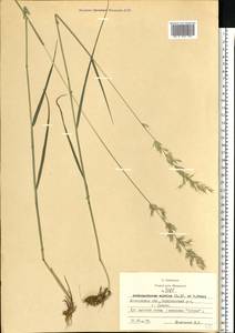 Arrhenatherum elatius (L.) P.Beauv. ex J.Presl & C.Presl., Eastern Europe, Moscow region (E4a) (Russia)