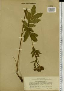 Potentilla longifolia Willd., Siberia, Western Siberia (S1) (Russia)