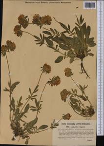 Anthyllis vulneraria subsp. carpatica (Pant.)Nyman, Western Europe (EUR) (Austria)