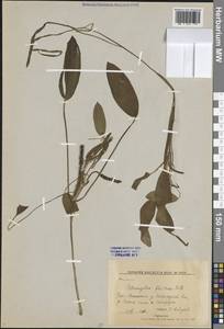 Potamogeton × fluitans Roth, Eastern Europe, Northern region (E1) (Russia)