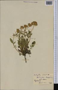 Anthyllis vulneraria subsp. alpestris (Hegetschw.)Asch. & Graebn., Western Europe (EUR) (Romania)