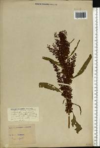 Rumex, Eastern Europe, North Ukrainian region (E11) (Ukraine)