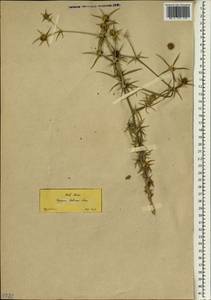 Eryngium creticum Lam., South Asia, South Asia (Asia outside ex-Soviet states and Mongolia) (ASIA) (Turkey)