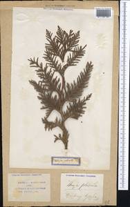 Platycladus orientalis (L.) Franco, Middle Asia, Syr-Darian deserts & Kyzylkum (M7) (Uzbekistan)