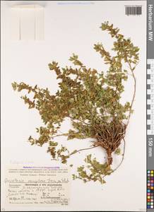 Parietaria judaica L., Caucasus, Stavropol Krai, Karachay-Cherkessia & Kabardino-Balkaria (K1b) (Russia)
