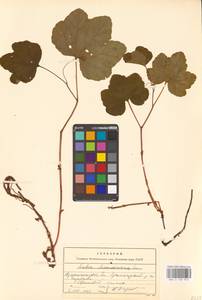 Rubus chamaemorus L., Eastern Europe, Northern region (E1) (Russia)