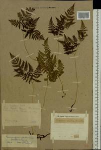Gymnocarpium robertianum (Hoffm.) Newman, Eastern Europe, Eastern region (E10) (Russia)