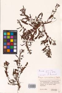 Rumex ucranicus Fisch., Eastern Europe, Lower Volga region (E9) (Russia)