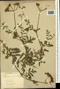 Turgenia latifolia (L.) Hoffm., Caucasus (no precise locality) (K0)