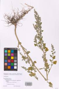 Chenopodium, Eastern Europe, Central forest-and-steppe region (E6) (Russia)