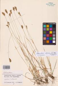 Anthoxanthum nipponicum Honda, Eastern Europe, Northern region (E1)