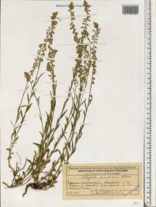 Polygala comosa Schkuhr, Eastern Europe, Volga-Kama region (E7) (Russia)