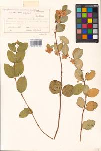 Symphoricarpos albus (L.) C. Koch, Eastern Europe, Moscow region (E4a) (Russia)