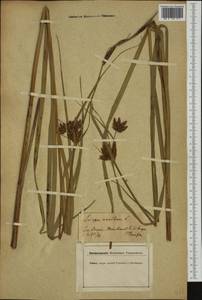 Bolboschoenus maritimus (L.) Palla, Western Europe (EUR) (Germany)