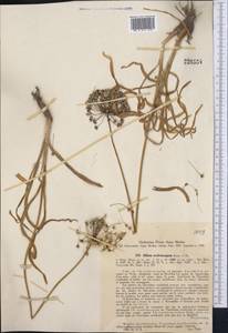 Allium scabriscapum Boiss., Middle Asia, Western Tian Shan & Karatau (M3) (Uzbekistan)