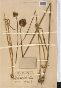 Allium fetisowii Regel, Middle Asia, Western Tian Shan & Karatau (M3) (Uzbekistan)