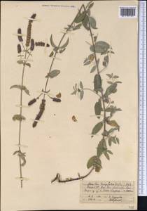 Mentha longifolia var. asiatica (Boriss.) Rech.f., Middle Asia, Pamir & Pamiro-Alai (M2) (Kyrgyzstan)