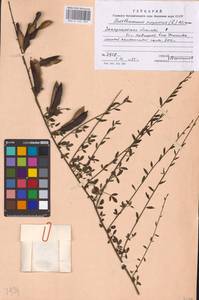 Cytisus scoparius (L.) Link, Eastern Europe, West Ukrainian region (E13) (Ukraine)
