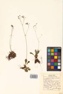 Micranthes staminosa (Schlothg. & Vorosch.) Tkach, Siberia, Russian Far East (S6) (Russia)