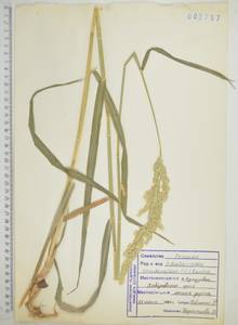 Phalaris arundinacea L., Siberia, Russian Far East (S6) (Russia)
