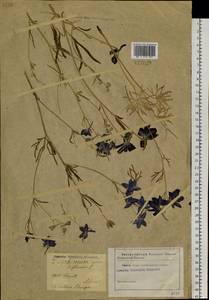Delphinium grandiflorum L., Siberia (no precise locality) (S0) (Russia)