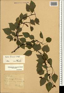 Betula pubescens var. litwinowii (Doluch.) Ashburner & McAll., Caucasus, Stavropol Krai, Karachay-Cherkessia & Kabardino-Balkaria (K1b) (Russia)
