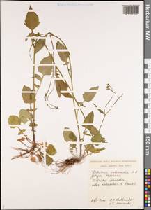 Lapsana communis subsp. intermedia (M. Bieb.) Hayek, Caucasus, Georgia (K4) (Georgia)