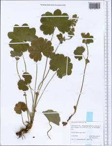 Alchemilla hebescens Juz., Eastern Europe, Central forest-and-steppe region (E6) (Russia)