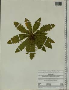 Cirsium esculentum (Siev.) C. A. Mey., Siberia, Altai & Sayany Mountains (S2) (Russia)