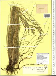 Festuca caucasica (Boiss.) Hack. ex Boiss., Caucasus, Stavropol Krai, Karachay-Cherkessia & Kabardino-Balkaria (K1b) (Russia)