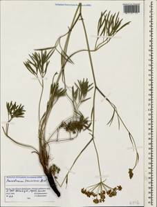 Peucedanum ruthenicum M. Bieb., Crimea (KRYM) (Russia)