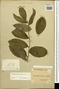 Polygonatum glaberrimum K.Koch, Caucasus, Black Sea Shore (from Novorossiysk to Adler) (K3) (Russia)