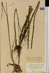 Glyceria arundinacea Kunth, Eastern Europe, Middle Volga region (E8) (Russia)