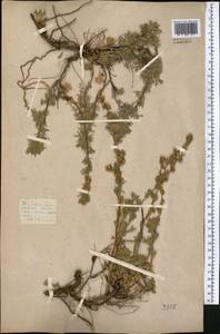 Artemisia aschurbajewii C. Winkl., Middle Asia, Western Tian Shan & Karatau (M3) (Kazakhstan)