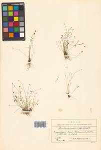 Eleocharis maximowiczii Zinserl., Siberia, Russian Far East (S6) (Russia)