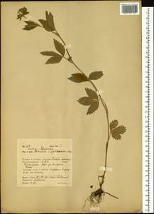 Potentilla cryptotaeniae Maxim., Siberia, Russian Far East (S6) (Russia)