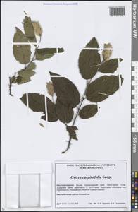 Ostrya carpinifolia Scop., Caucasus, Black Sea Shore (from Novorossiysk to Adler) (K3) (Russia)